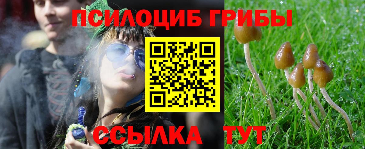 Галлюциногенные грибы Psilocybe Гусев